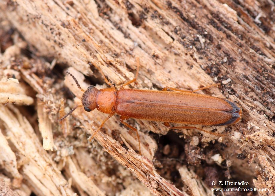 lesan hnědý, Hylecoetus dermestoides (Linnaeus, 1761), Lymexylidae (Brouci, Coleoptera)